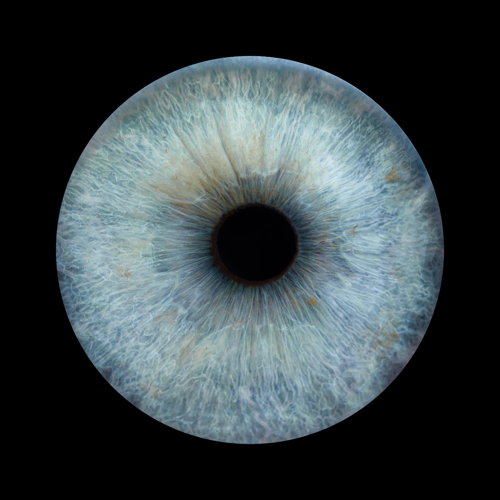 Close-up of the eye iris as wall art